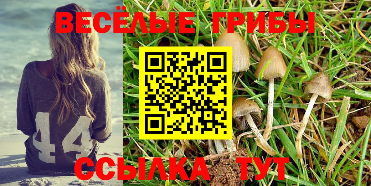 Галлюциногенные грибы Psilocybe  Вход с VPN  Бугуруслан 